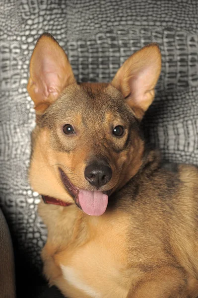 Χαριτωμένος Χαρούμενος Παιχνιδιάρης Καφέ Κοντός Σκύλος Μπάσταρδος — Φωτογραφία Αρχείου