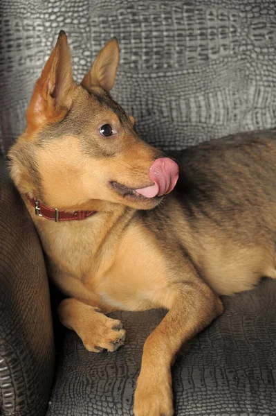 Şirin Mutlu Neşeli Kahverengi Kısa Boylu Bir Köpek — Stok fotoğraf