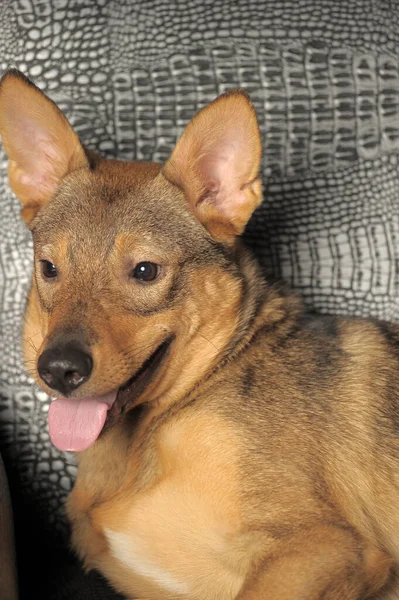 Bonito Feliz Brincalhão Marrom Shorthair Cão Mgrel — Fotografia de Stock