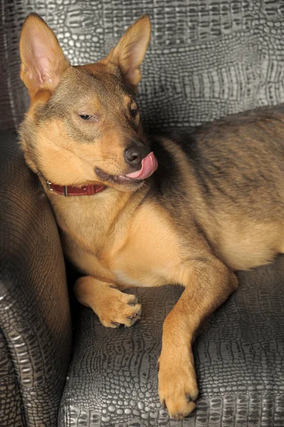 かわいい幸せな遊び心のある茶色の短髪の犬モングレル — ストック写真
