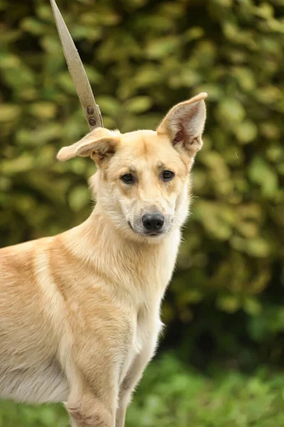 Cute Brązowy Lisek Twarz Kundel Pies Smyczy Stojąc Zielonej Trawie — Zdjęcie stockowe