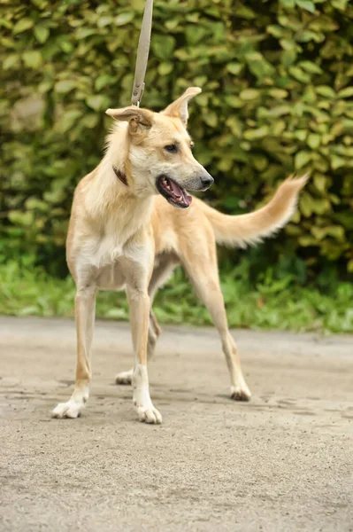 Niedlicher Brauner Fuchsfarbener Mischlingshund Der Leine Steht Auf Grünem Gras — Stockfoto