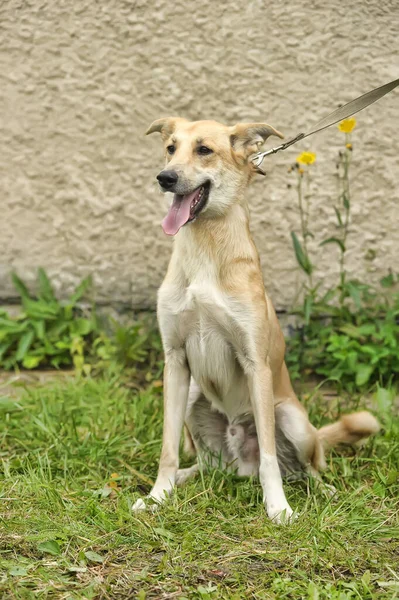 Niedlicher Brauner Fuchsfarbener Mischlingshund Der Leine Steht Auf Grünem Gras — Stockfoto