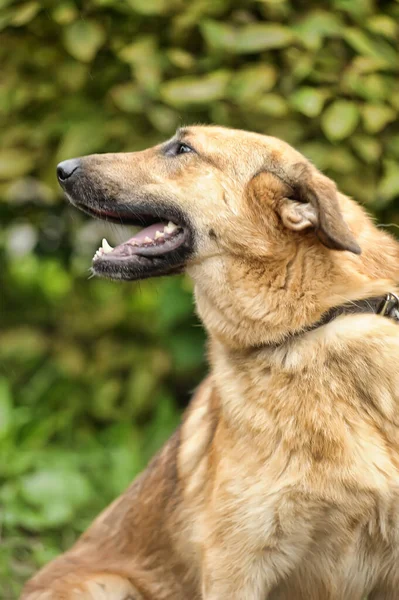 Carino Marrone Volubile Cane Bastardo Affrontato Guinzaglio Piedi Erba Verde — Foto Stock