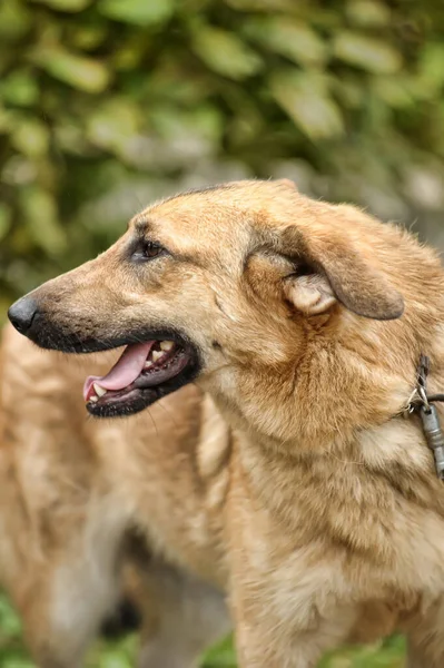 Şirin Kahverengi Tilki Yüzlü Tasmalı Kırma Köpek Yeşil Çimlerin Üzerinde — Stok fotoğraf