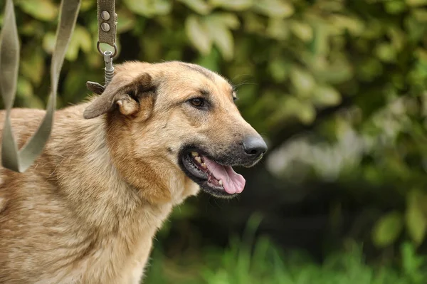 Schattig Bruin Foxy Gezicht Bastaard Hond Aan Lijn Staan Groen — Stockfoto