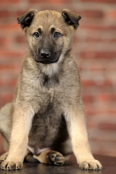 Cute Happy Brown Mongrel Puppy — Stock Photo, Image