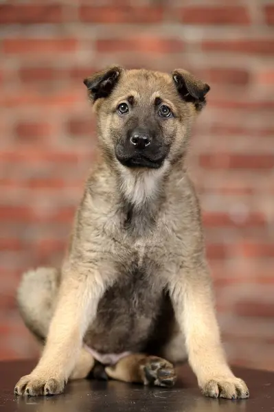 Schattig Gelukkig Bruin Bastaard Puppy — Stockfoto