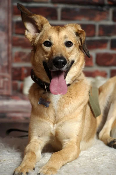 Cute Happy Brown Dog Mongrel Sticking Out His Tongue — Stock Photo, Image