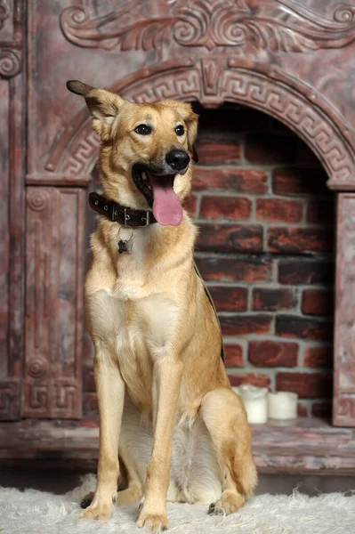 Niedlich Fröhlicher Brauner Hundemischling Streckt Seine Zunge Heraus — Stockfoto