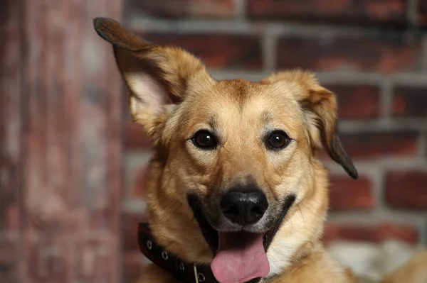Lindo Feliz Marrón Perro Mestizo Sobresaliendo Lengua —  Fotos de Stock