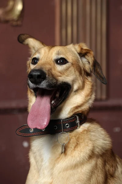 Χαριτωμένο Καφέ Σκυλί Μπάσταρδο Βγάζει Γλώσσα Του — Φωτογραφία Αρχείου