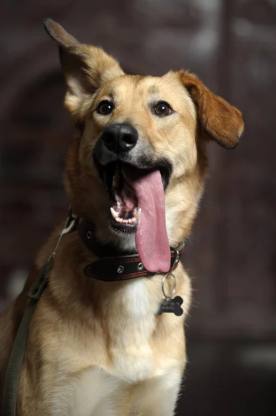 cute happy brown dog mongrel sticking out his tongue