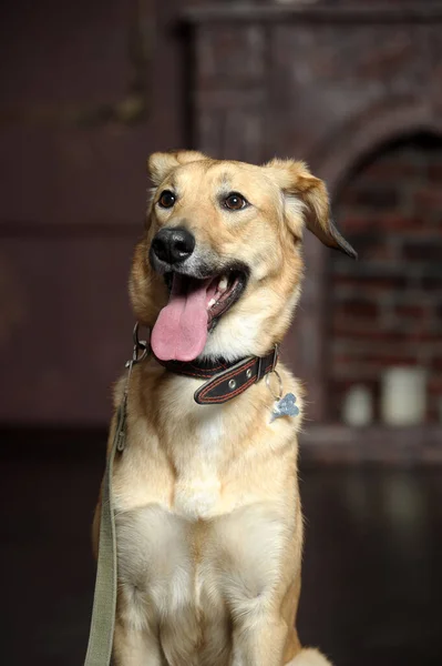 Χαριτωμένο Καφέ Σκυλί Μπάσταρδο Βγάζει Γλώσσα Του — Φωτογραφία Αρχείου
