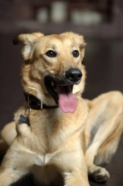 Bonito Feliz Cão Marrom Mgrel Mentiras Chão — Fotografia de Stock