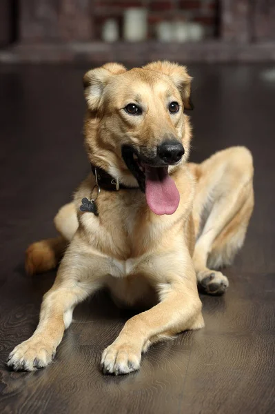 Bonito Feliz Cão Marrom Mgrel Mentiras Chão — Fotografia de Stock