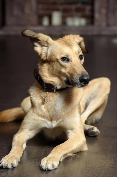 Cute Happy Brown Dog Mongrel Lies Floor — Stock Photo, Image