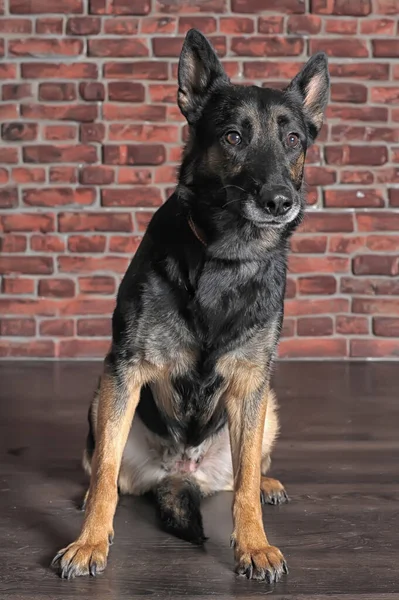 Cute Happy Dark Brown Dog Mongrel — Stock Photo, Image