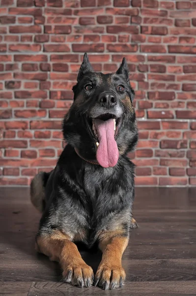 Şirin Mutlu Koyu Kahverengi Köpek Melezi — Stok fotoğraf