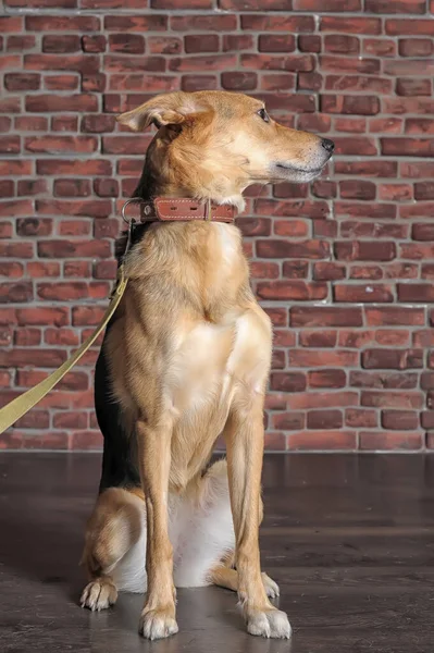 Bonito Feliz Cão Marrom Escuro Mgrel Sentado Fundo Parede Tijolo — Fotografia de Stock