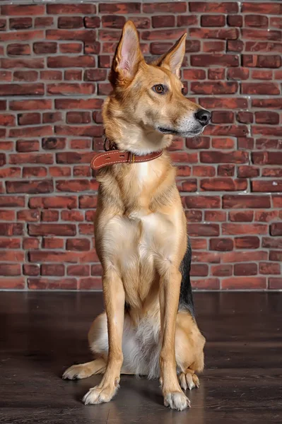 Słodkie Szczęśliwy Ciemny Brązowy Pies Kundel Siedzi Cegły Ściany Tle — Zdjęcie stockowe