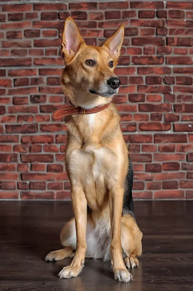 Bonito Feliz Cão Marrom Escuro Mgrel Sentado Fundo Parede Tijolo — Fotografia de Stock