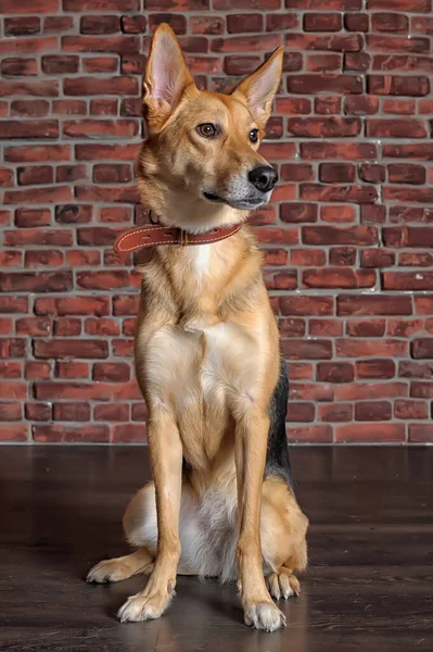 Bonito Feliz Cão Marrom Escuro Mgrel Sentado Fundo Parede Tijolo — Fotografia de Stock