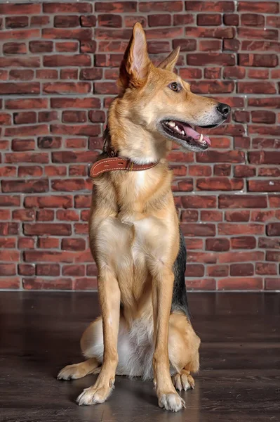 Cute Happy Dark Brown Dog Mongrel Sitting Brick Wall Background — Stock Photo, Image