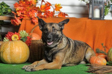 cute happy brown dog mongrel on an autumn background with pumpkins clipart
