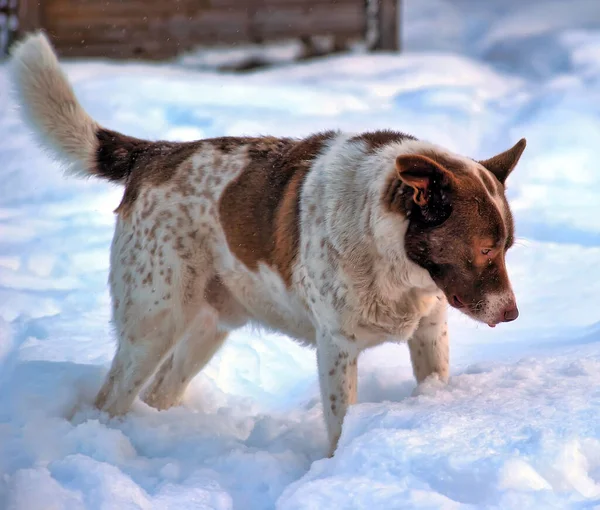 Słodkie Biały Czerwony Pies Kundel Tle Zimowym — Zdjęcie stockowe