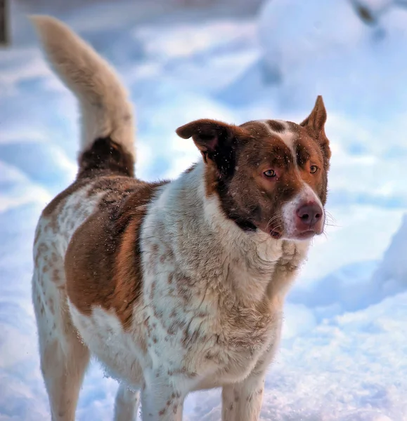 Kış Arka Planında Kırmızı Köpek Kırması Olan Şirin Beyaz Bir — Stok fotoğraf