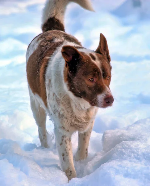 Милий Білий Червоною Собакою Монгола Зимовому Фоні — стокове фото