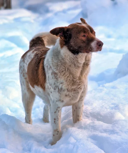 Niedlich Weiß Mit Rotem Hundemischling Auf Winterlichem Hintergrund — Stockfoto