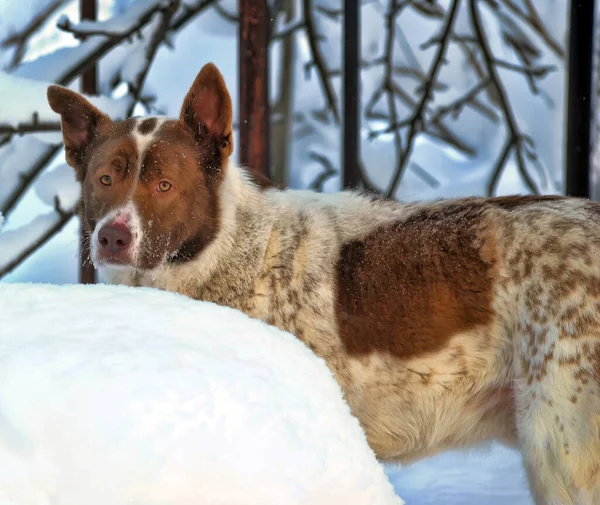 冬の背景に赤い犬のモングレルとかわいい白 — ストック写真