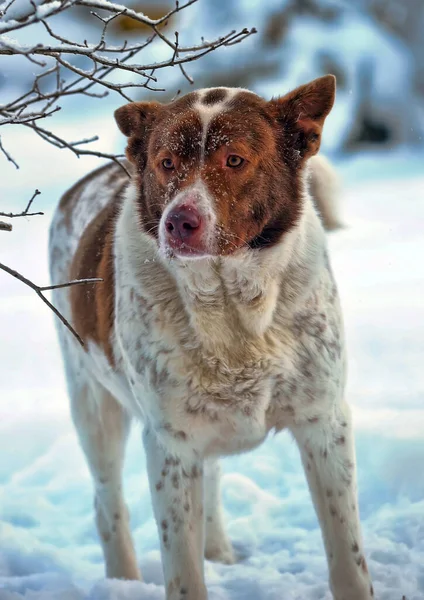 Schattig Wit Met Rode Hond Bastaard Een Winter Achtergrond — Stockfoto