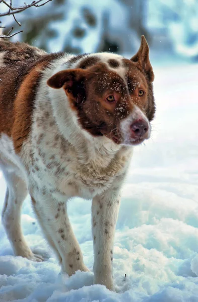 Милий Білий Червоною Собакою Монгола Зимовому Фоні — стокове фото