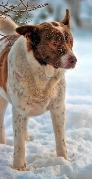 Kış Arka Planında Kırmızı Köpek Kırması Olan Şirin Beyaz Bir — Stok fotoğraf