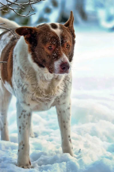 Söt Vit Med Röd Hund Blandat Vinter Bakgrund — Stockfoto