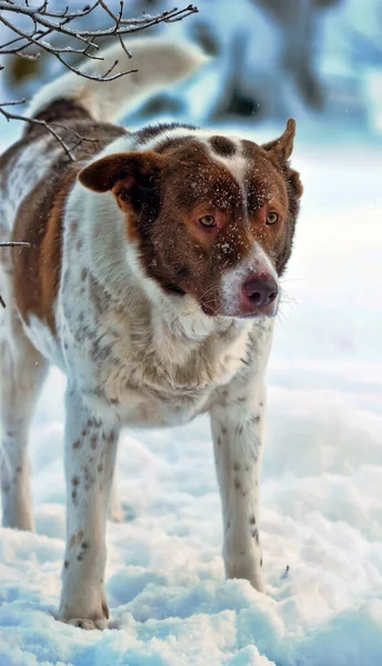 Söt Vit Med Röd Hund Blandat Vinter Bakgrund — Stockfoto