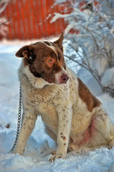 冬の背景に赤い犬のモングレルとかわいい白 — ストック写真