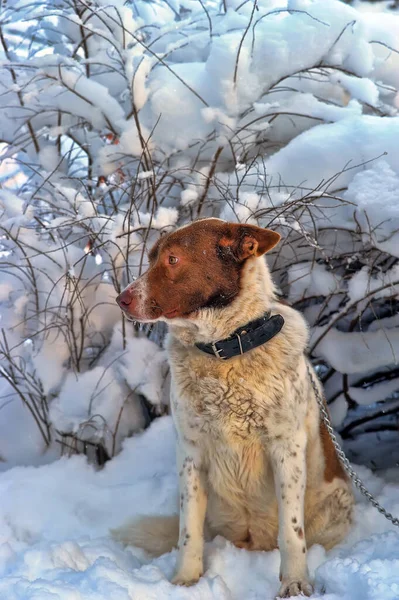 冬の背景に赤い犬のモングレルとかわいい白 — ストック写真