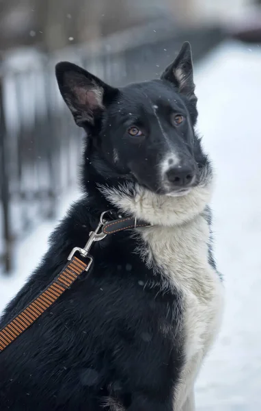 Симпатичная Черно Белая Большая Собачья Дворняжка Зимнем Фоне — стоковое фото