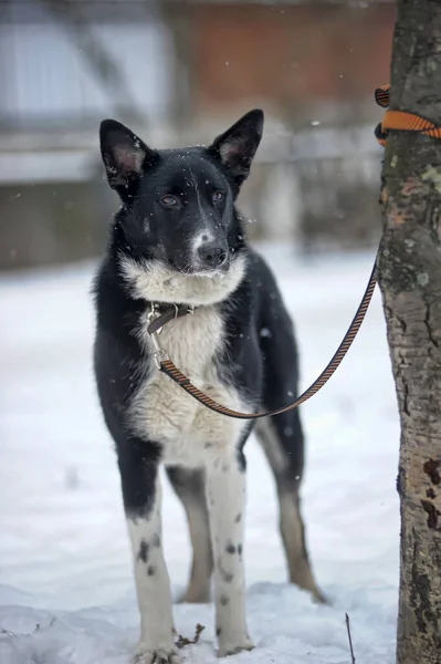 冬の背景にかわいい黒と白の大きな犬のモングレル — ストック写真