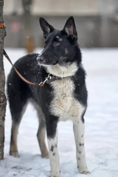 Niedlicher Schwarz Weißer Großer Hundemischling Auf Winterlichem Hintergrund — Stockfoto
