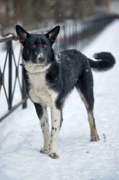 Симпатичная Черно Белая Большая Собачья Дворняжка Зимнем Фоне — стоковое фото