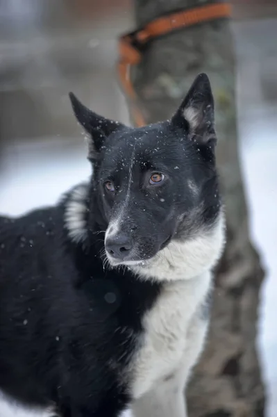Söt Svart Och Vit Stor Hund Blandat Vinter Bakgrund — Stockfoto