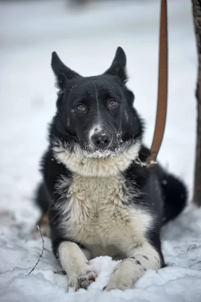 Bonito Preto Branco Grande Cão Mgrel Inverno Fundo — Fotografia de Stock