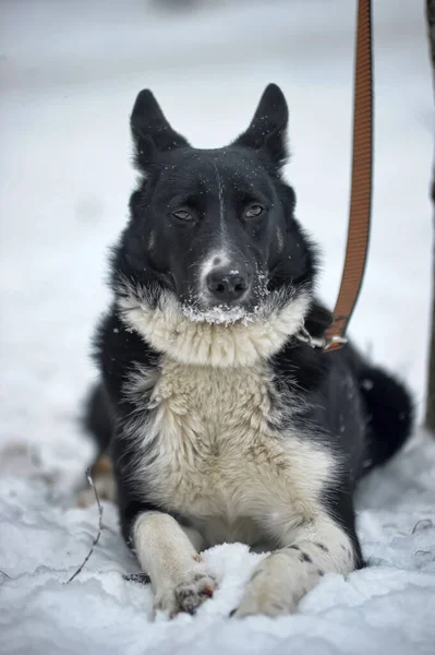 Bonito Preto Branco Grande Cão Mgrel Inverno Fundo — Fotografia de Stock