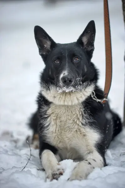 Söt Svart Och Vit Stor Hund Blandat Vinter Bakgrund — Stockfoto