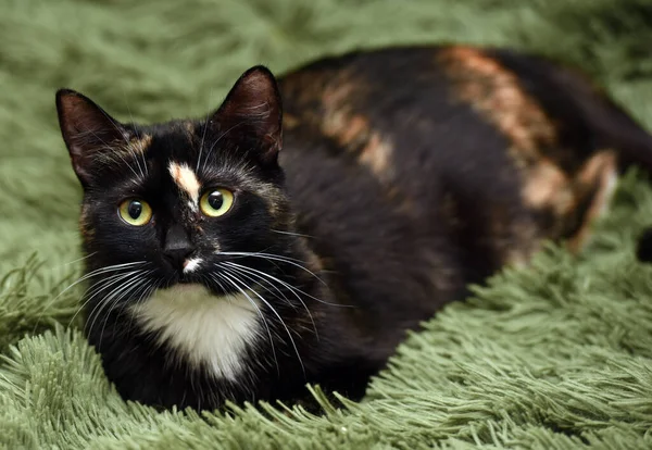 Black Red White Cat Green Background — Stock Photo, Image